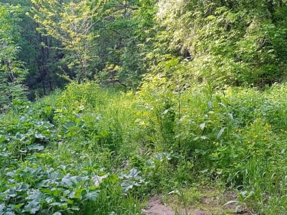 Заросли травы на улице Циолковского в Таганроге скосят в июне