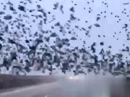 Десятки тысяч ворон едва ли не перекрыли автомобильное движение в Краснодарском крае