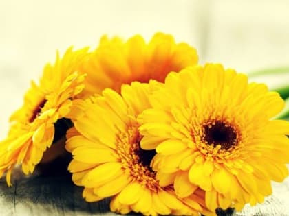 Календула: Как вырастить цветущие ноготки на клумбе