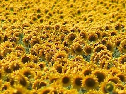 В Ростовской области опасный сорняк заразил более трех тонн подсолнечника