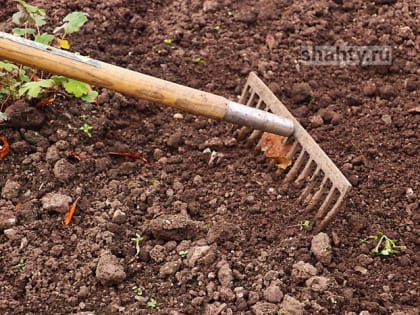 Ударила соседку в глаз граблями дама, выращивавшая на участке запрещенные растения
