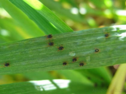 Аграриев предупреждают о своевременной борьбе с зимним зерновым клещом