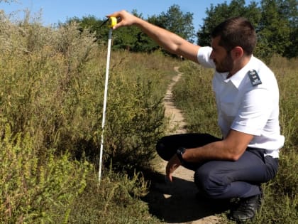 Жителям Таганрога напомнили о необходимости борьбы с амброзией
