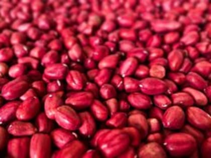 Диетолог предупредила об опасности красной фасоли для некоторых людей
