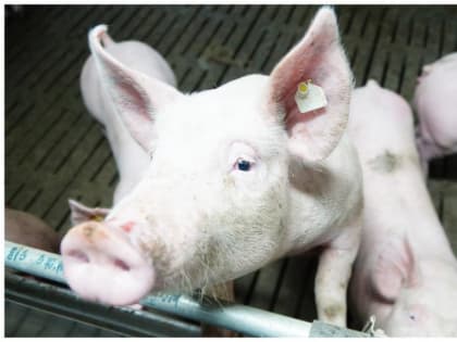 Африканская чума свиней! Что надо знать про опасный вирус.