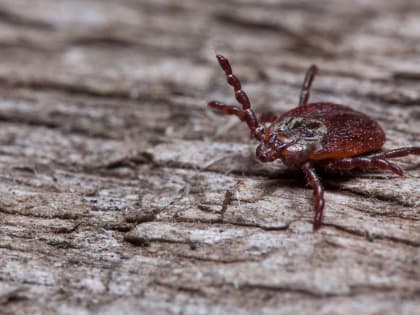 Начало года: пять человек обратились за медицинской помощью по поводу укуса клещей