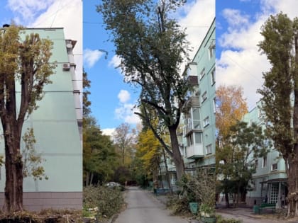 Благоустройство Таганрога: обрезка деревьев в районе улицы Морозова