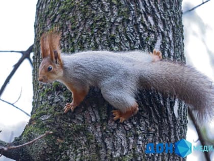 Суббота в Ростове будет пасмурной и ветреной
