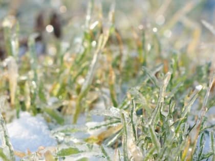 Необычно тёплая погода в январе: как температурные колебания сказываются на садовых растениях