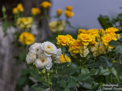 Погода в Таганроге 24 июня: возможен небольшой дождик