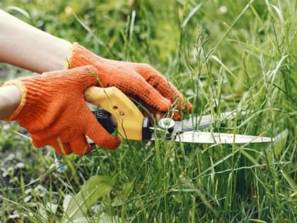 Как быстро избавиться от сорняков по методу Менделеева