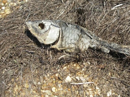 В Минприроды выясняют причину массовой гибели рыбы в Батайске