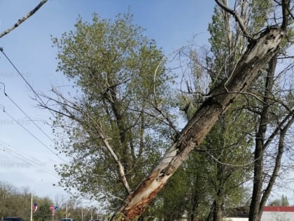 Дежурный по Волгодонску: «Почему не уберут дерево над пешеходной дорожкой?»