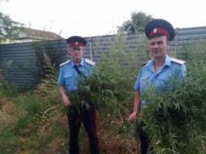Казаки приняли участие в акции «Единый день борьбы с дикорастущей коноплей»
