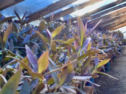 В Ростове высадят более 140 тыс. цветов