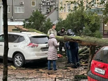 В центре Ростова сухое дерево упало на три автомобиля