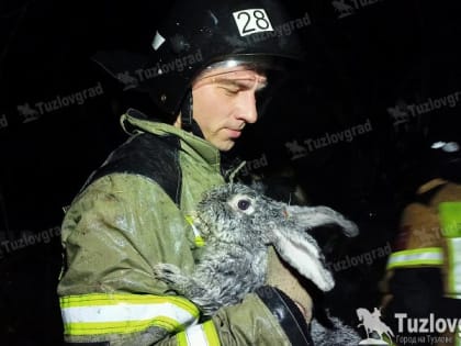 В Новочеркасске пожарные спасли кроликов