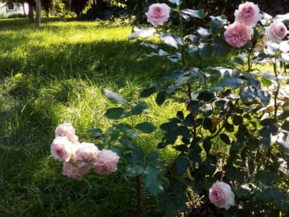 Цветение розы сорта Поль Нейрон в усадьбе музея "Домик Чехова"