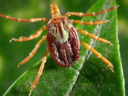 В Ростовской области зимой пятеро пострадали от клещей