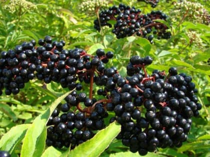 Лечение рака с помощью экстрактов ягод в Болгарии