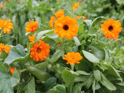 Как вырастить цветущие ноготки на клумбе