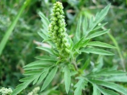 Ростовская область: 40 тонн подсолнечника оказались заражены амброзией