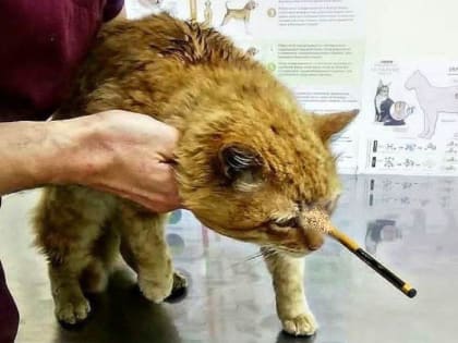 Туапсинский ветеринар спас котика, в которого выстрелили из арбалета