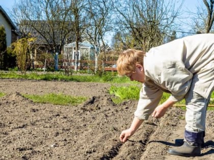 Некогда будет присесть! Подготовили лунный календарь работ в огороде с 10 по 16 апреля: когда и что нужно сажать?