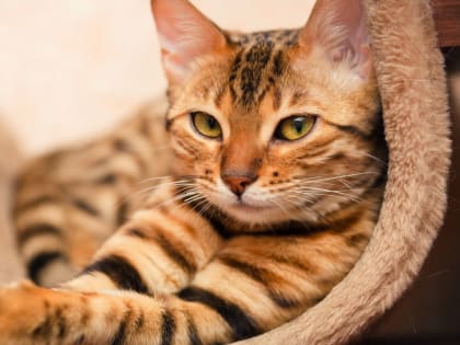 Эпилепсия у кошек