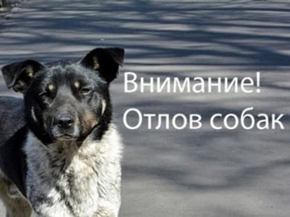 Об отлове собак