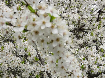 В отличие от марта, апрель в Ростове ожидается относительно ровным и тёплым