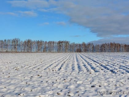 Обморожения и переувлажнение: как вовремя помочь озимым