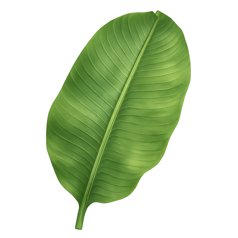 HD Banana Leaf PNG Image