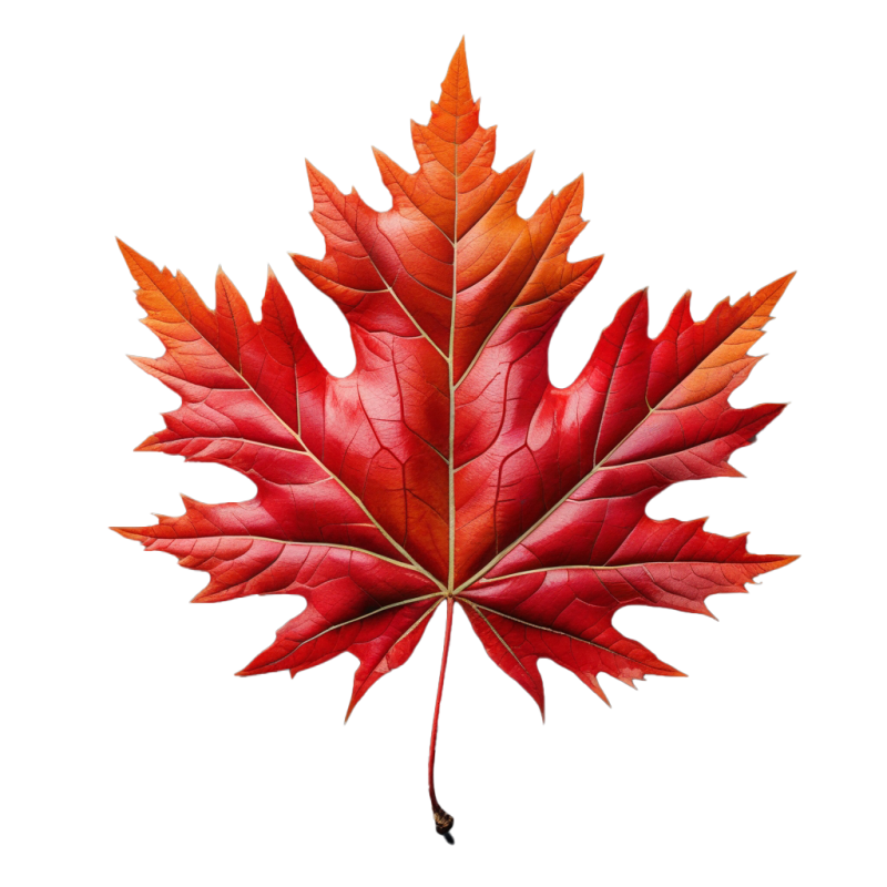 Red Maple Leaf PNG Image Download