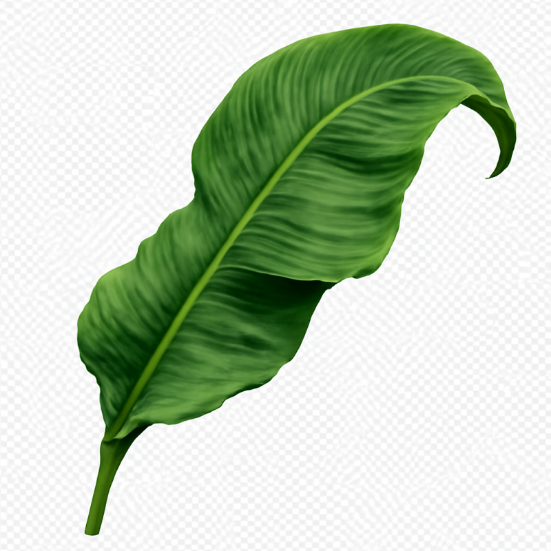 Banana Leaf PNG Transparent Background – Tropical Green Leaf Image