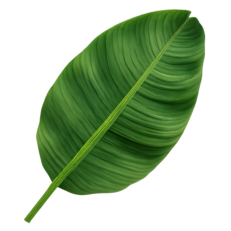 Banana Leaf PNG – Free HD Transparent Image Download