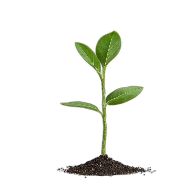 Seed Germination PNG Transparent Background – Growing Seedling Sprout Image