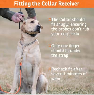 Rechargeable Dog Training Collar – photo 5 in Kanata
