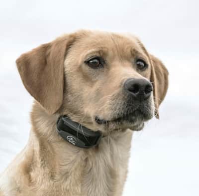 Rechargeable Dog Training Collar – photo 7 in Kanata