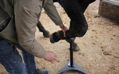 Adjustable Height Hoof Jack Farrier Stand Horse Hoof for rent in Kanata