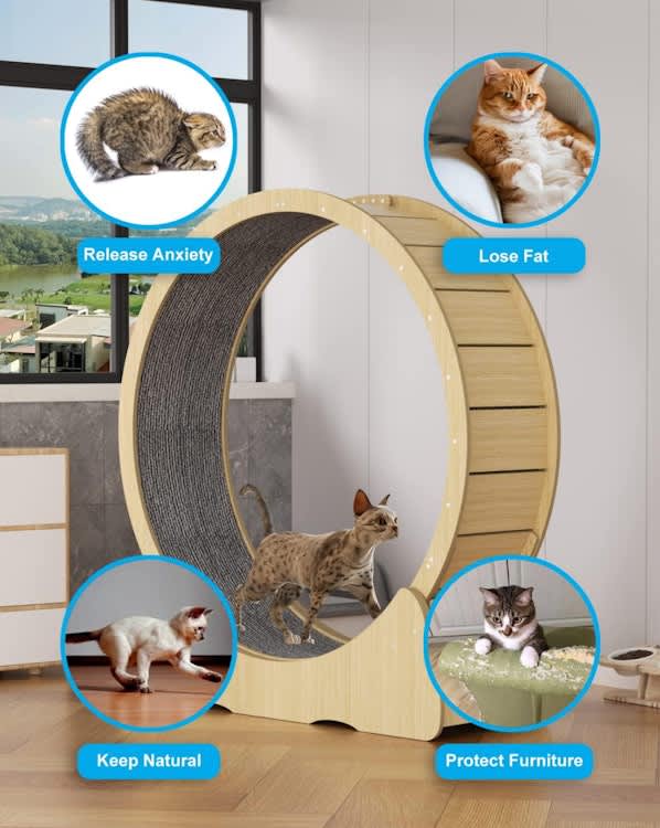 Cat Wheel Exerciser for Indoor Cats for rent in Kanata