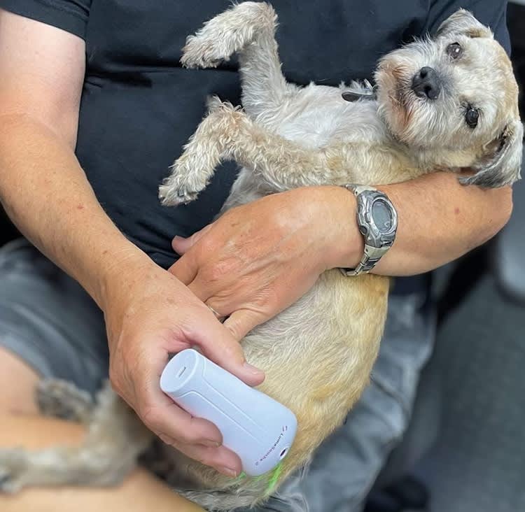 LED Light Therapy for Dogs, Pets & Animals – photo 2 in Kanata