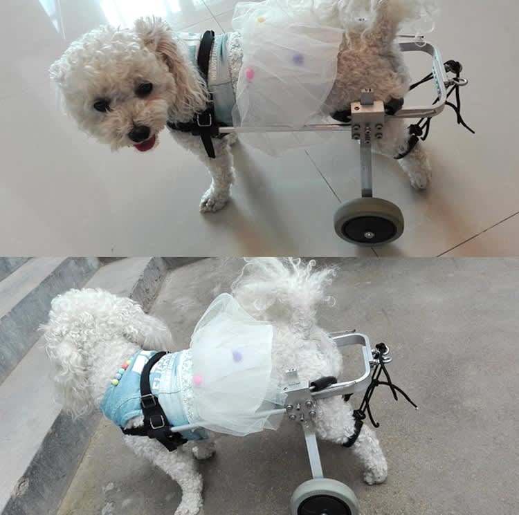 Small Dog Care Chair For Back Legs for rent in Kanata
