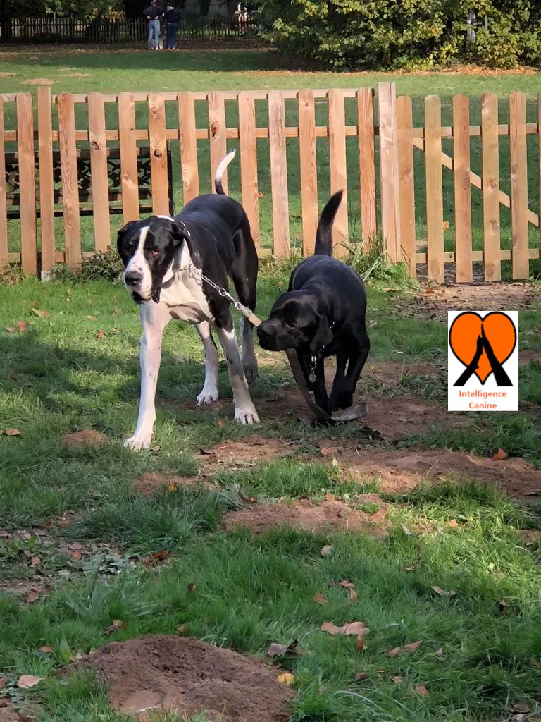 images de chiens 