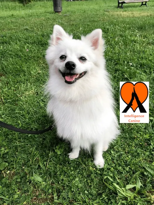 images de chiens 
