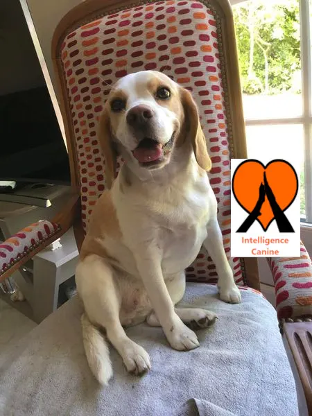 images de chiens 