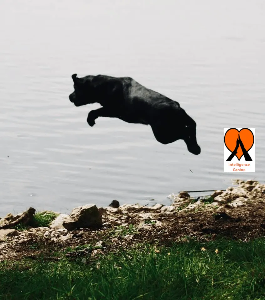 images de chiens 