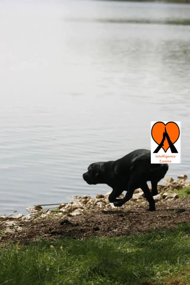 images de chiens 