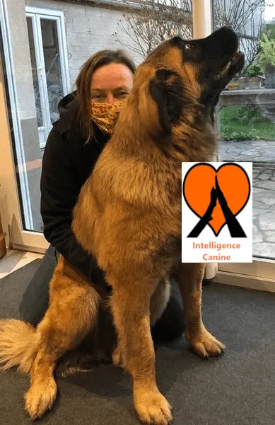 images de chiens 