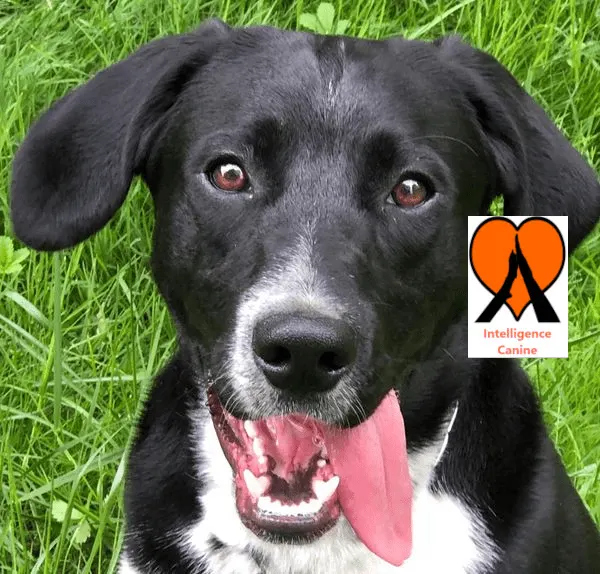 images de chiens 